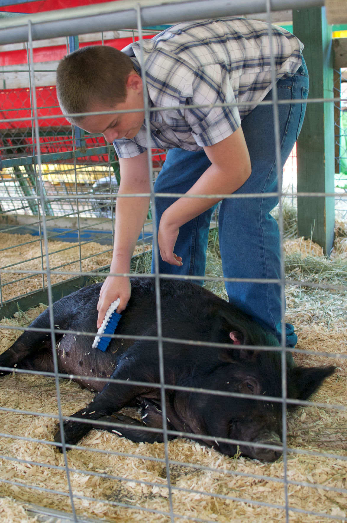 Swine judging